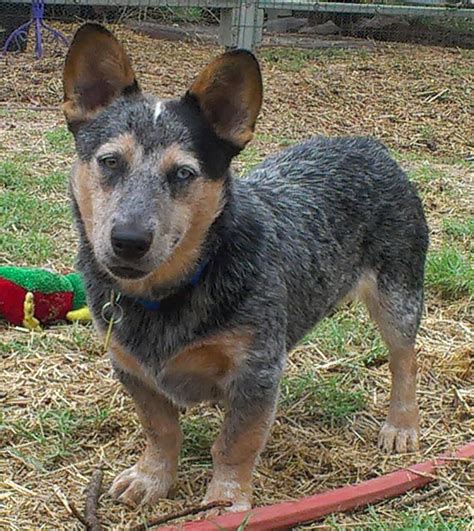 aussie cowboy corgi